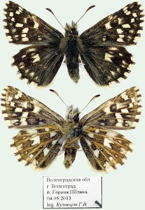 Pyrgus malvae